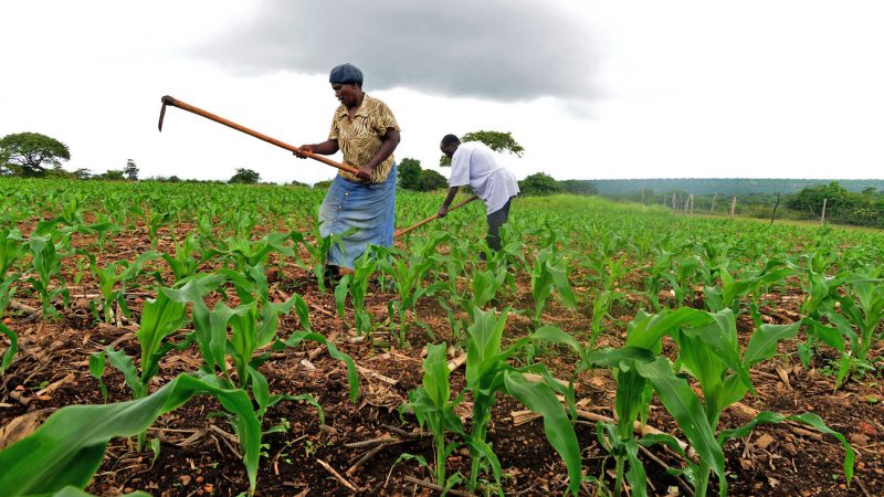 farming in africa